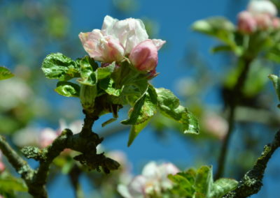 Fleurs de pommiers